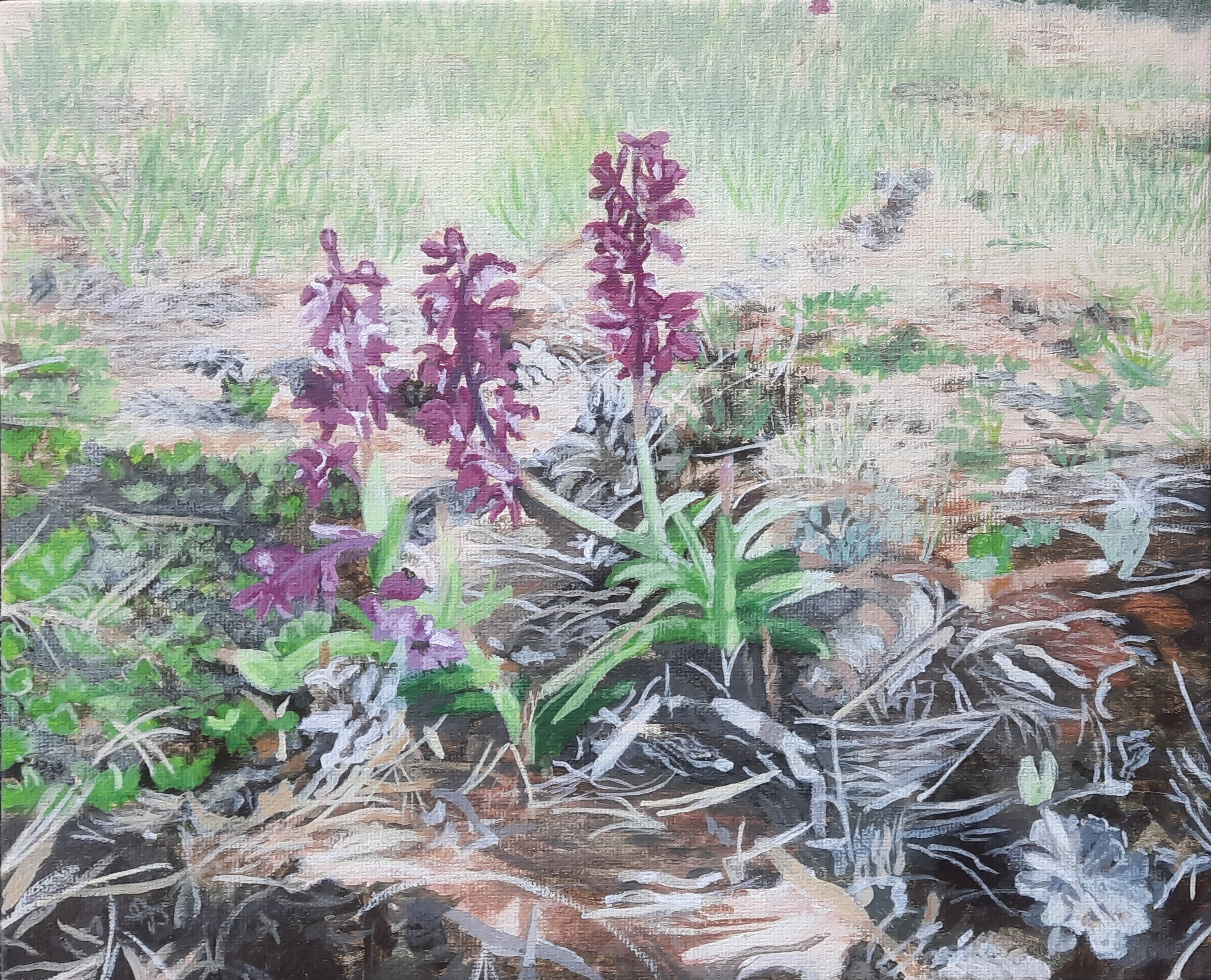 Orkidéer på Högklint